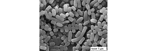 画像：Lactobacillus plantarum L-137