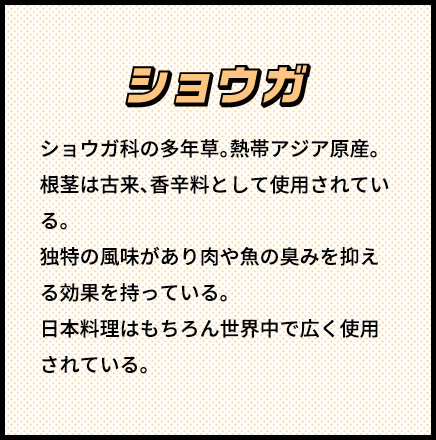 ショウガ シショウガ科の多年草。熱帯アジア原産。根茎は古来、香辛料として使用されている。独特の風味があり肉や魚の臭みを抑える効果を持っている。日本料理はもちろん世界中で広く使用されている。